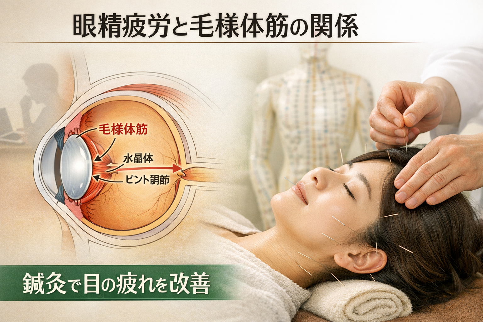 眼精疲労と毛様体筋の深い関係性 ― 鍼灸でできるアプローチ